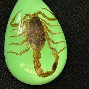 Real Scorpion Necklace That Glows In The Dark. Unisex. Scorpio Birthday Gift